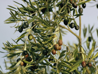frunze si fructe de maslin