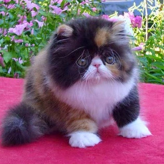 Lovely Pet's ༻: Top 5 Most Popular Cat Breeds