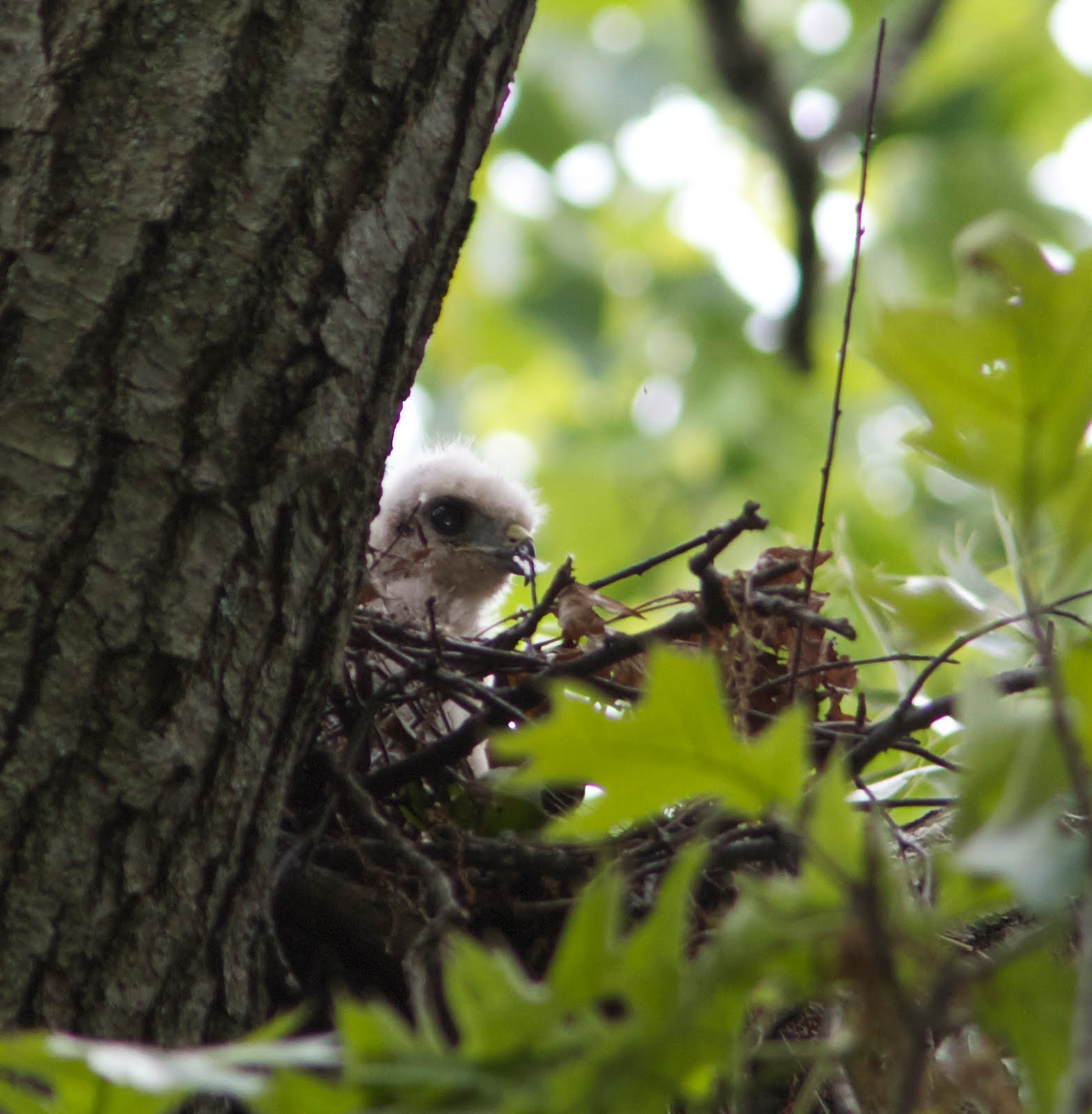 Top 98+ Images what does a hawk nest look like Latest