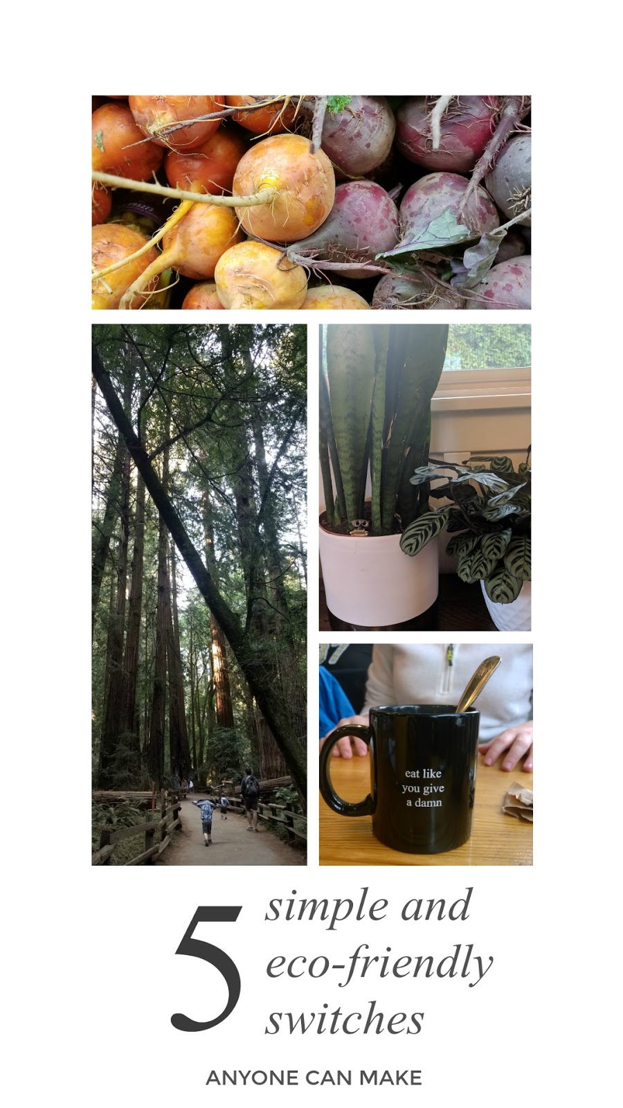 5 Simple EcoFriendly Switches We Can All Make to Help the