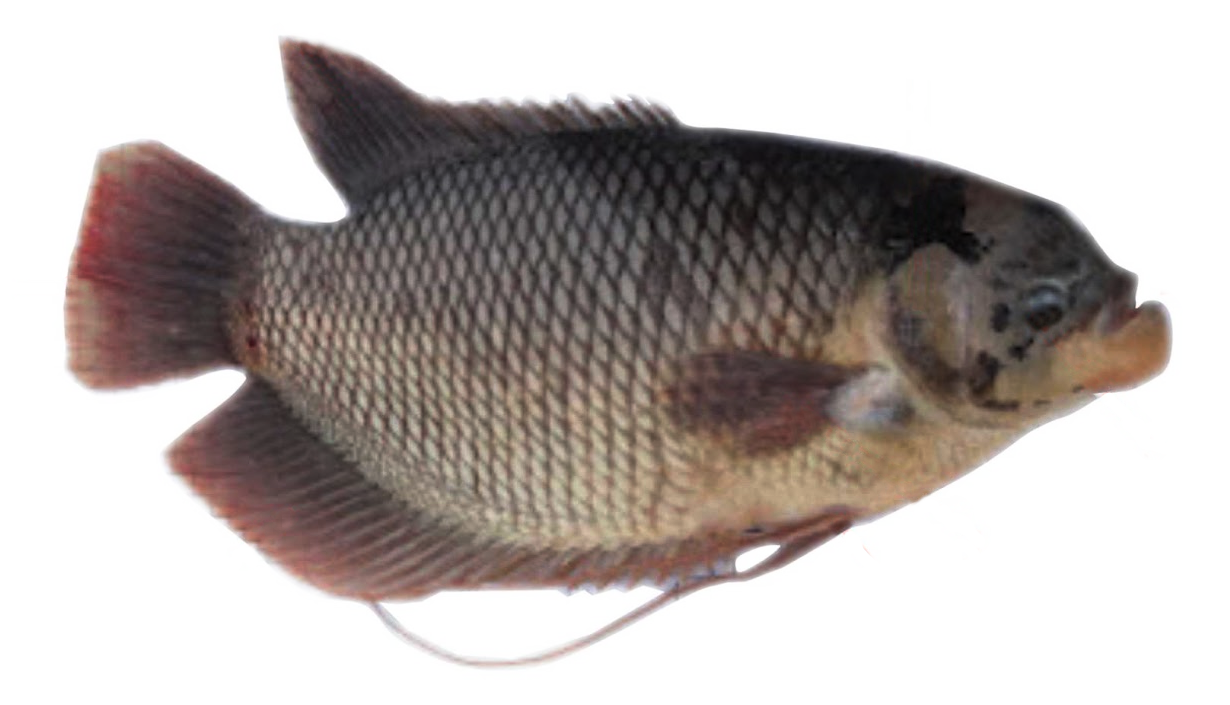 Bentuk Ikan Gurame