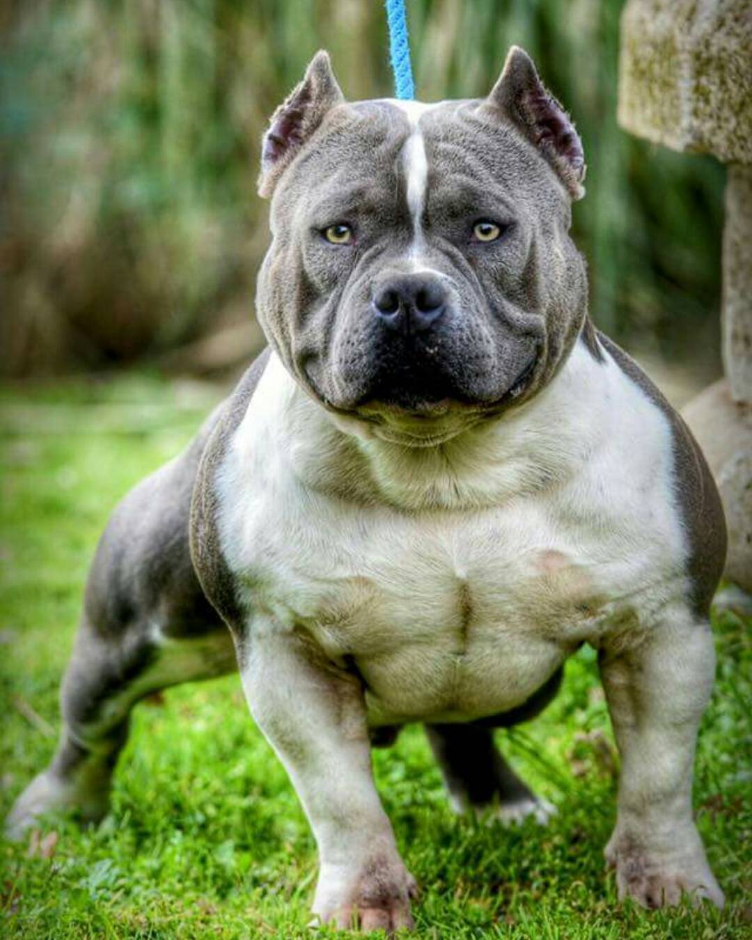 MORSOROSSO STORIA & STANDARD AMERICAN BULLY