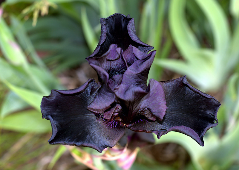 Flower Homes Flowers of World Countries ( J )