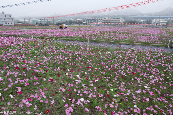 台中龍井|2019花現龍井|花田一露|花田騎跡|繽紛花海|營火晚會|寫生比賽|馬拉松|農夫市集 台中龍井|2019花現龍井|花田一露|花田騎跡|繽紛花海|營火晚會|寫生比賽|馬拉松|農夫市集