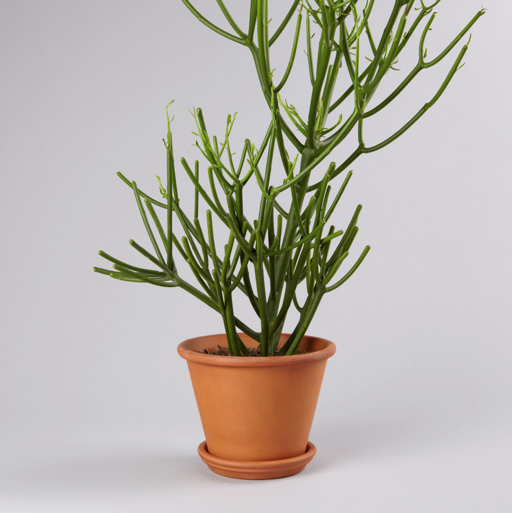 Herbal Book Fracture Plant Benefits For Health