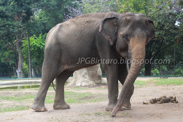 Gajah Bintaro