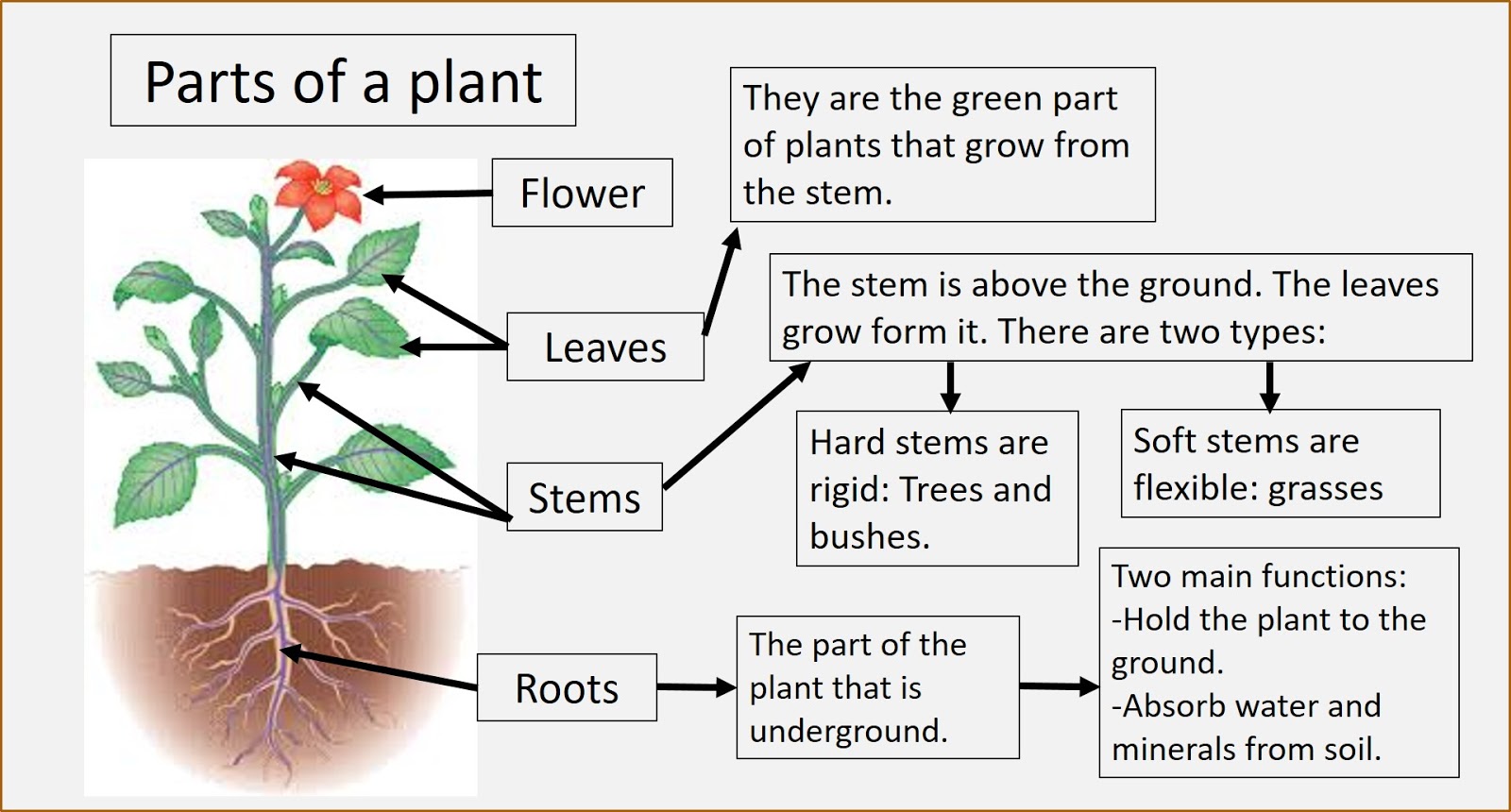 Plant Classification Definition Ideas Of Europedias