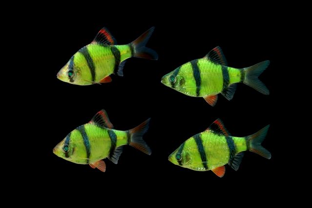 Jenis Ikan Hias Tawar Yang Berwarna Hijau Gambar, Foto Ikan Sumatra Jenis Ikan Hias Tawar Yang Berwarna Hijau
