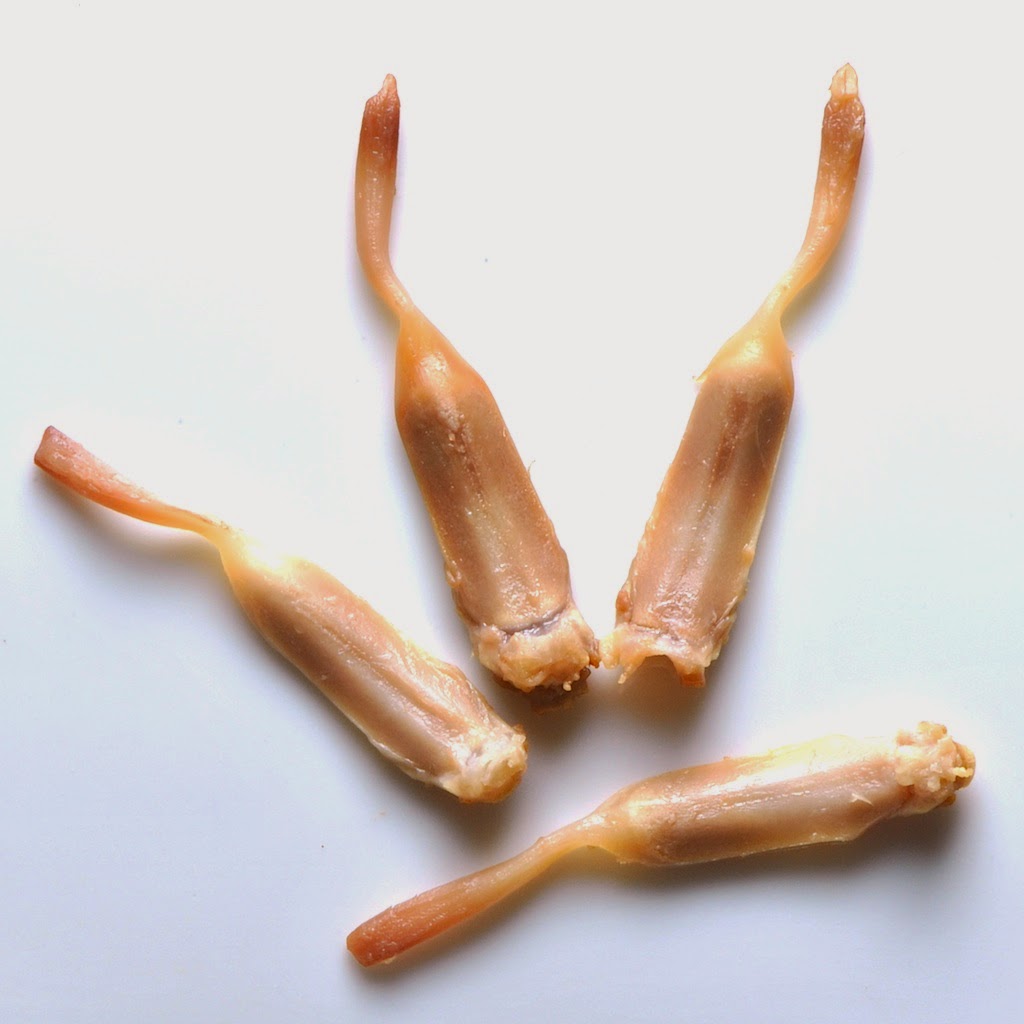 Duck Tongues. Two ways. Slow Simmer and Oven Braised Caucasian Curry