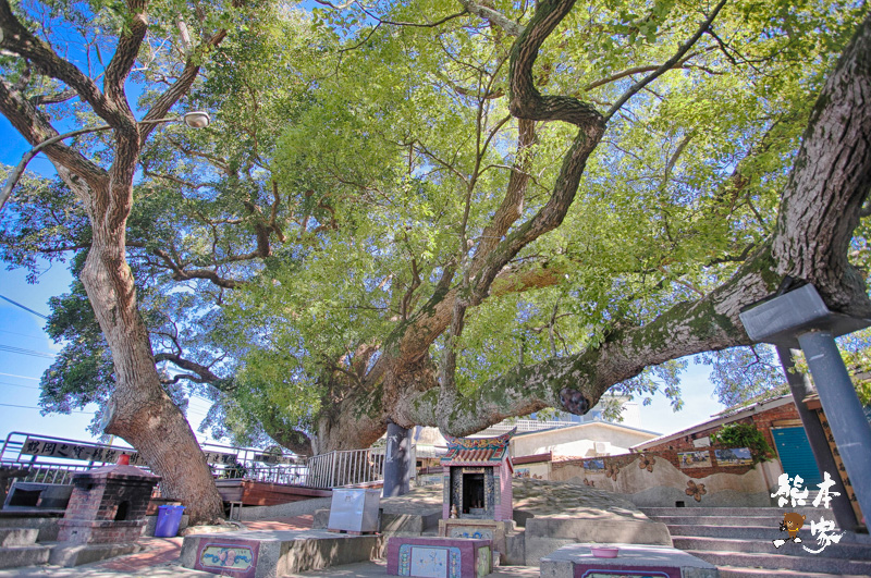 苗栗公館神木景點|鶴岡千年鶼鰈老樹|自流井~鶴岡村信仰中心