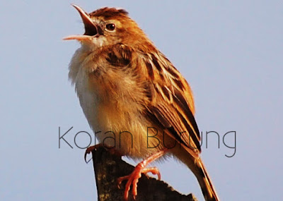 Macam - Macam Ciblek / Prenjak Yang Ada Di Indonesia Ciblek kali ini menjadi pembahasan yang cukup menarik Macam - Macam Ciblek / Prenjak Yang Ada Di Indonesia