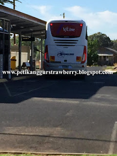 kerja di australia , kerja petik buah australia kerja di australia , kerja petik buah australia
