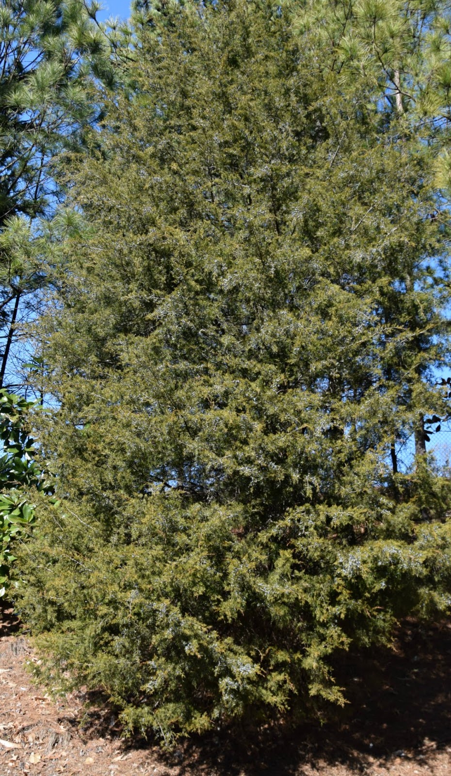 Using Native Plants The Cedar That Isn't