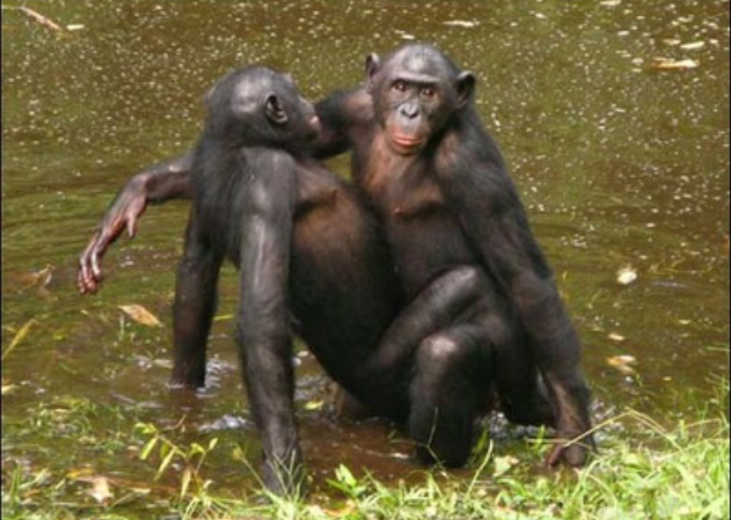 Жесткое спаривание. Бонобо самец. Самка бонобо. Бонобо обезьяна. Шимпанзе бонобо.