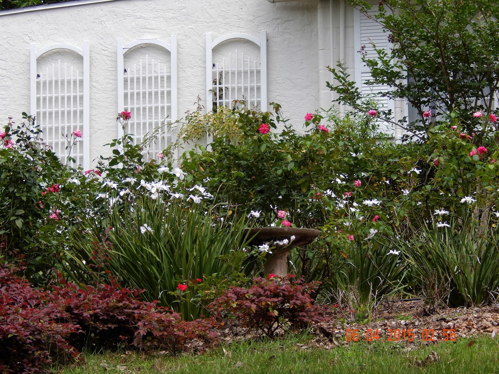 The Gardens of Mount Dora: African Iris Love Springtime