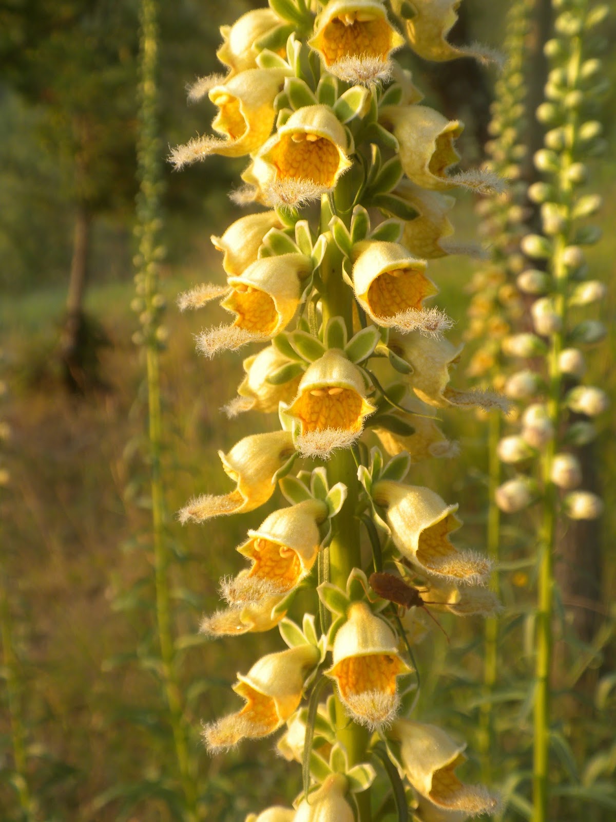 From a Tuscan Hillside Yellow Foxglove