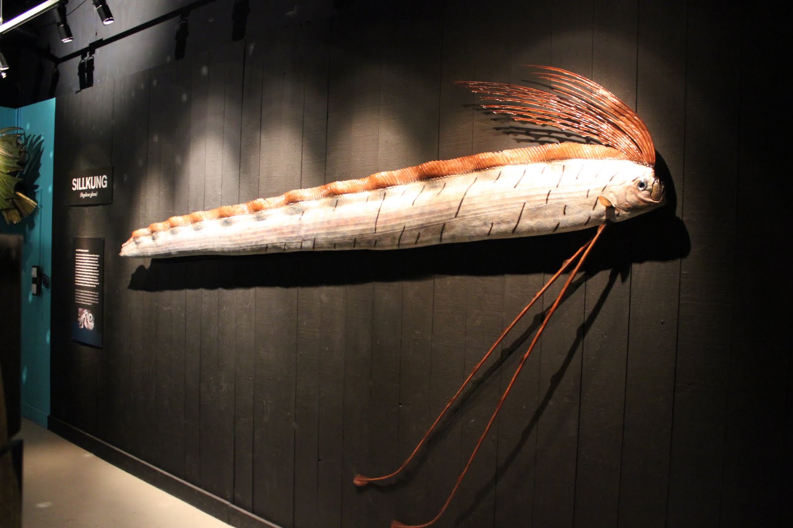 Team Foogde: Västkusten - Dag 3