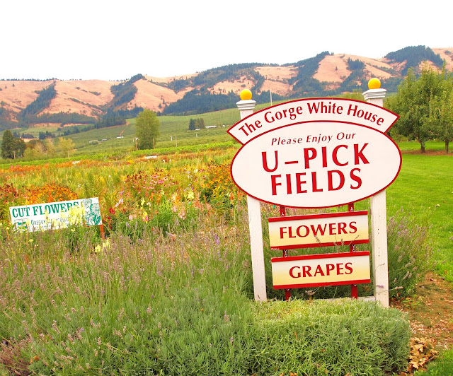 The Alchemist The Fruit Loop