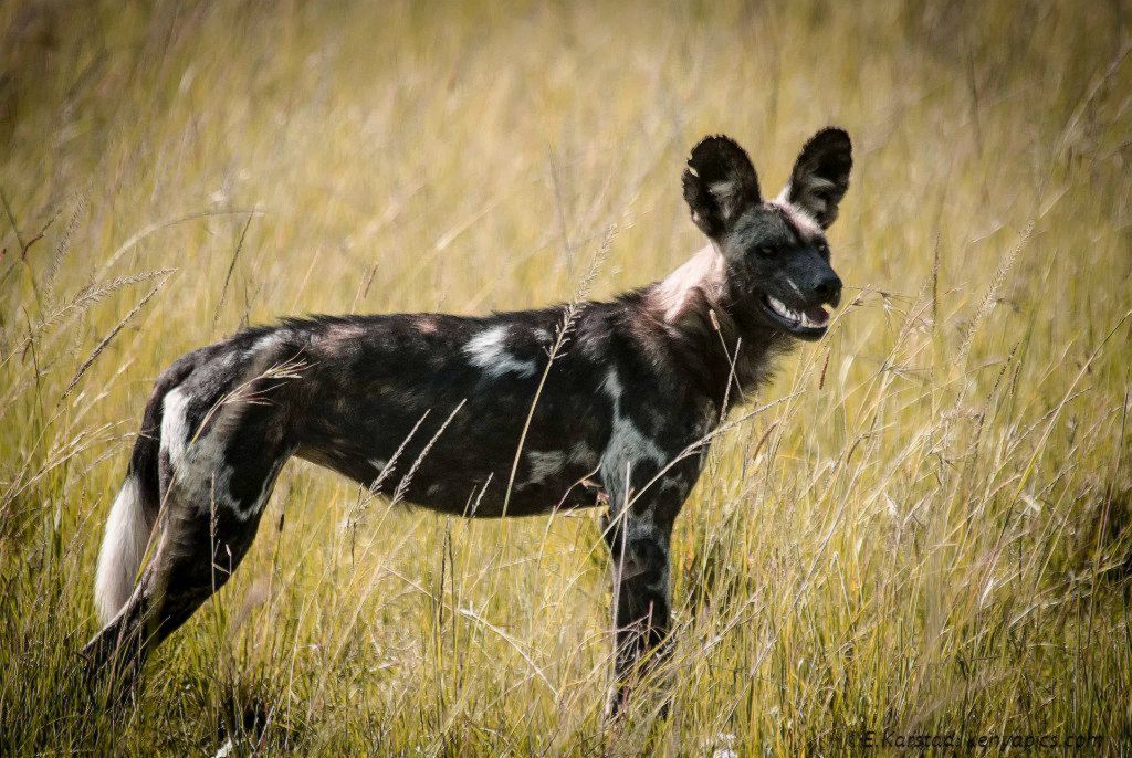 Elsen Karstad s Pic A Day Kenya African Wild Dog Lycaon Pictus