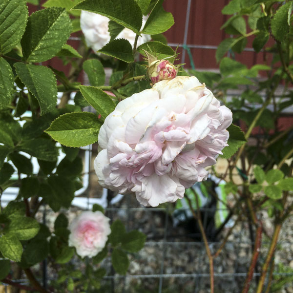 ros, rose, chloris ros, rose, chloris