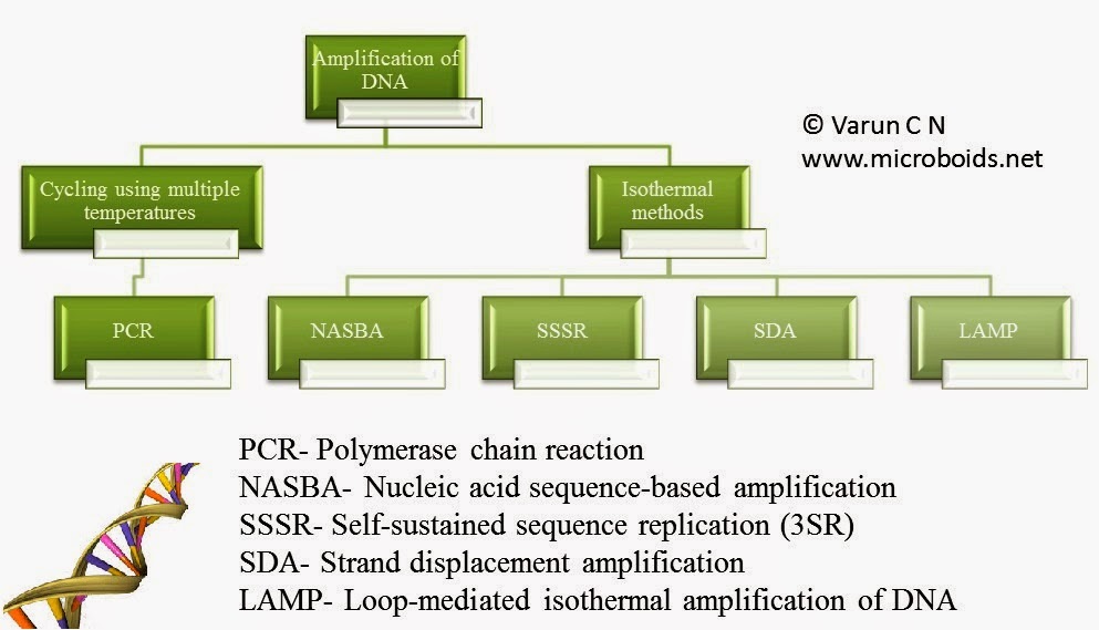 Lab Series 5 DNA amplification in Lab