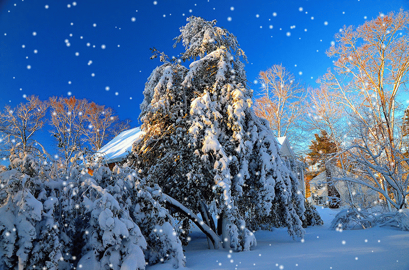 https://4.bp.blogspot.com/-2V3lInuQ4nU/VGztYB87LnI/AAAAAAACYmk/sLlnl05Iu08/s1600/paisajes-naturales-flores-naturaleza-viva-amazing-free-landscapes%2B(4)-SNOW.gif