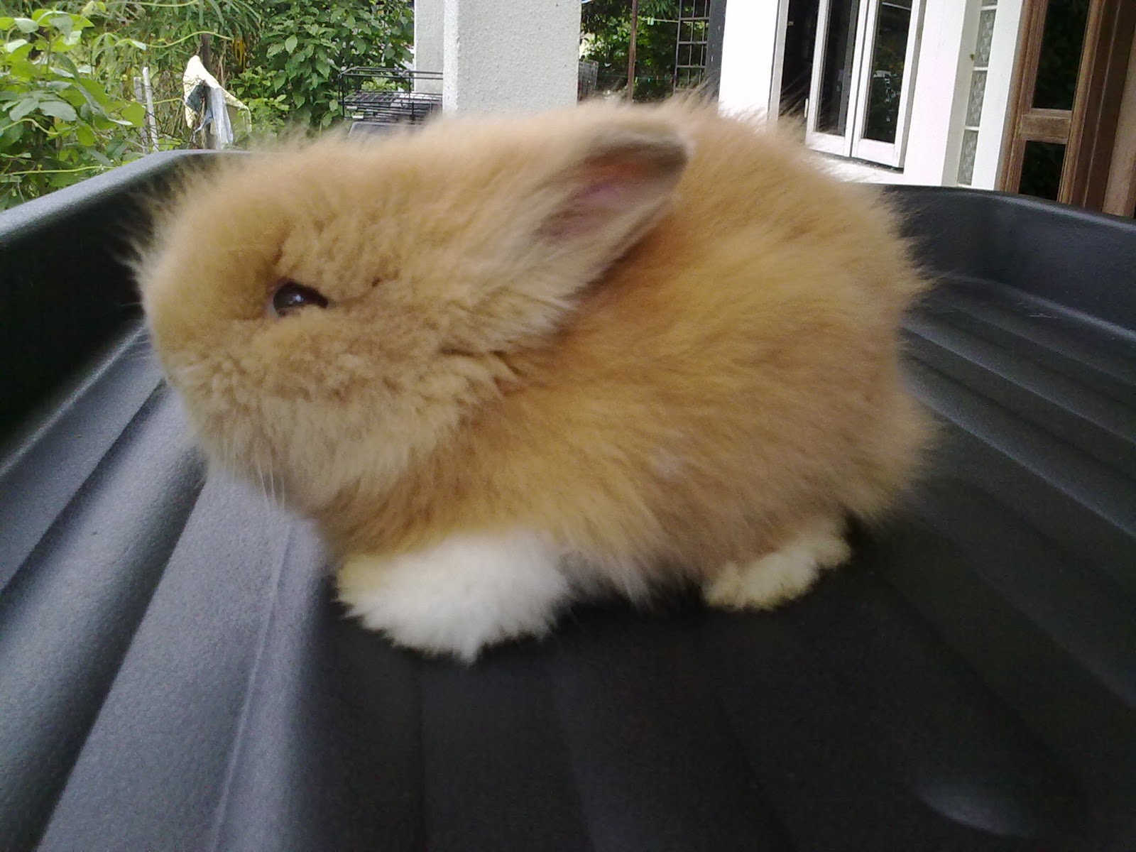 RABBIT JUNCTION RABBIT, BUNNIES & ME For Adoption