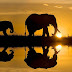 Wildlife Photography