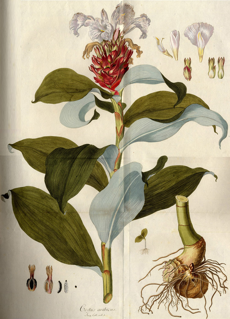 имбирь маринованный botanica 1. имбирь ботаника. зингибер зерумбет.