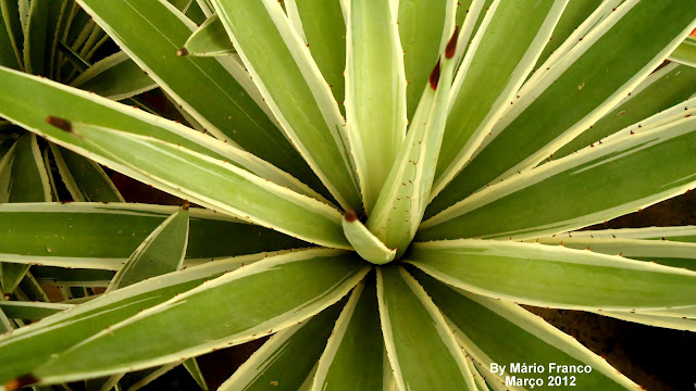 Meu Cantinho Verde: PITEIRA-DO-CARIBE - ( Agave angustifolia )