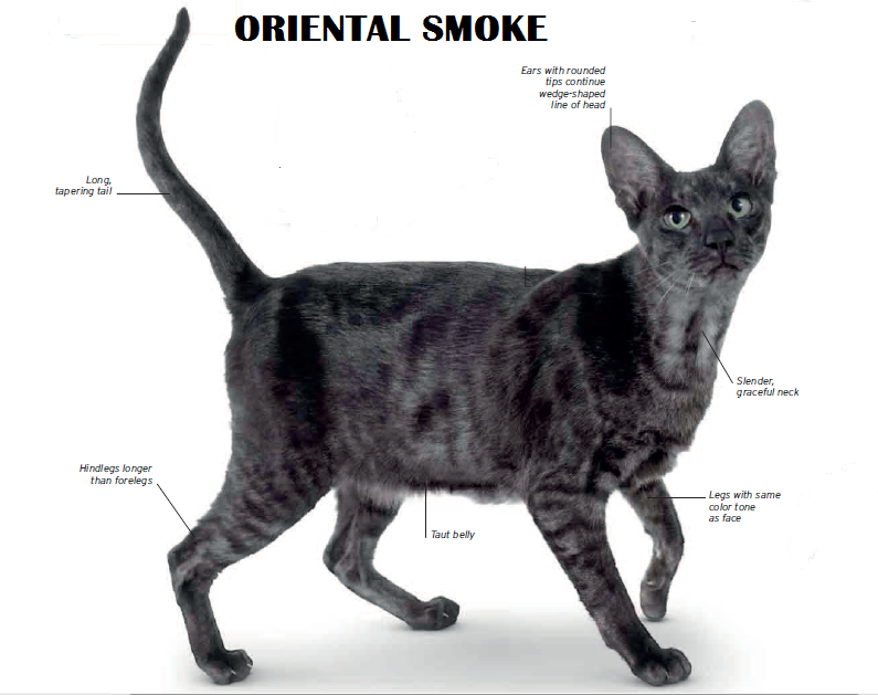 Рассмотрите фотографию кошки породы ориентальная и выполните