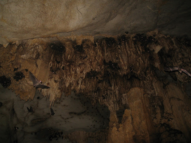 bat cave in ankarana national park