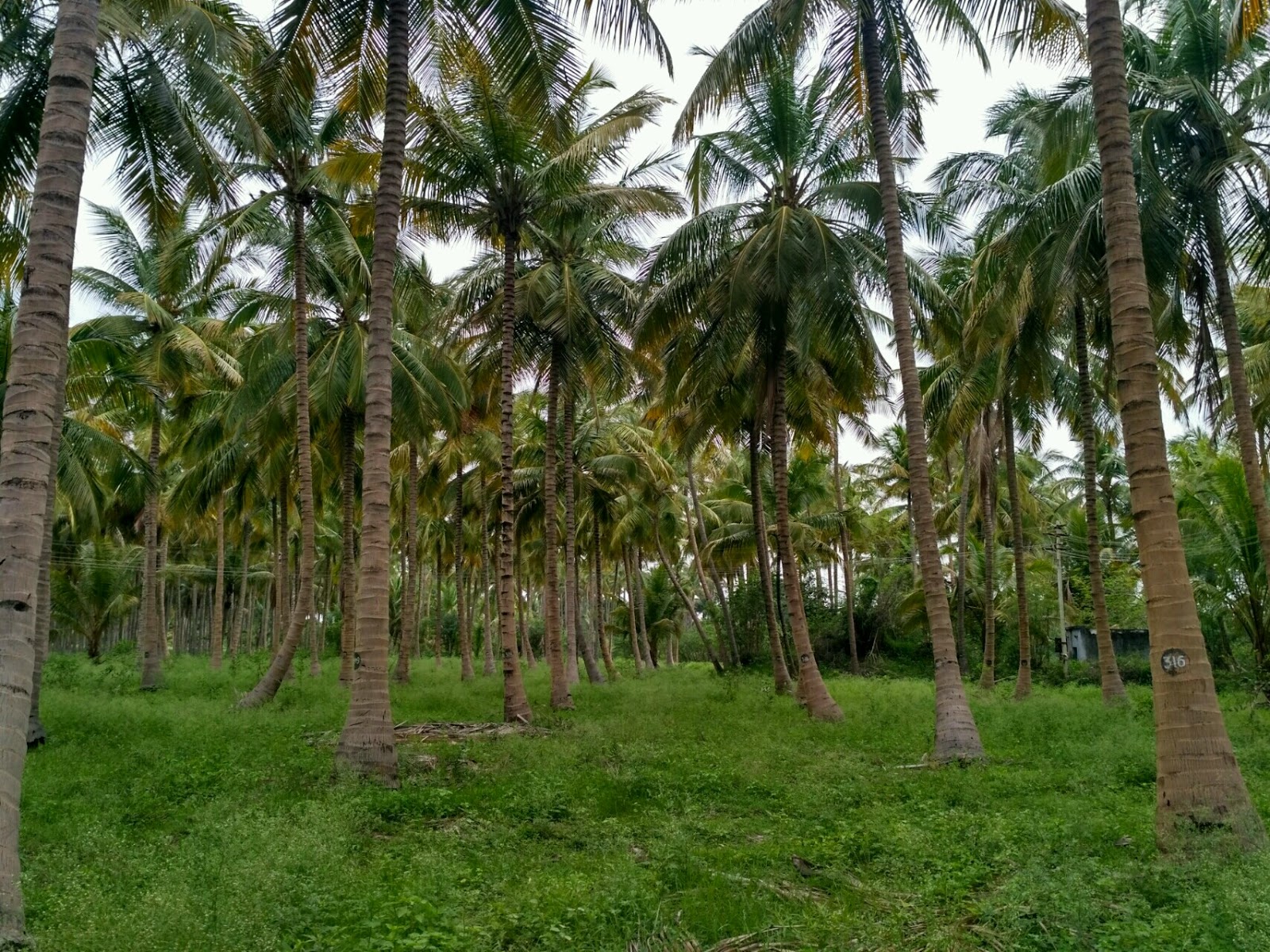 Kodaihills Realestate. 6 Acre coconut farm for sale in near vathalakundu