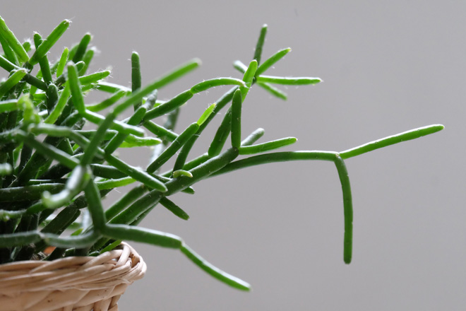 Urban Jungle Bloggers: Botanical Zoom - Minza will Sommer Urban Jungle Bloggers, Botanical Zoom, Minza will Sommer, Zimmerpflanzen Trend, Interiorblog, Wohnen mit Pflanzen, mit Pflanzen dekorieren, Rhipsalis