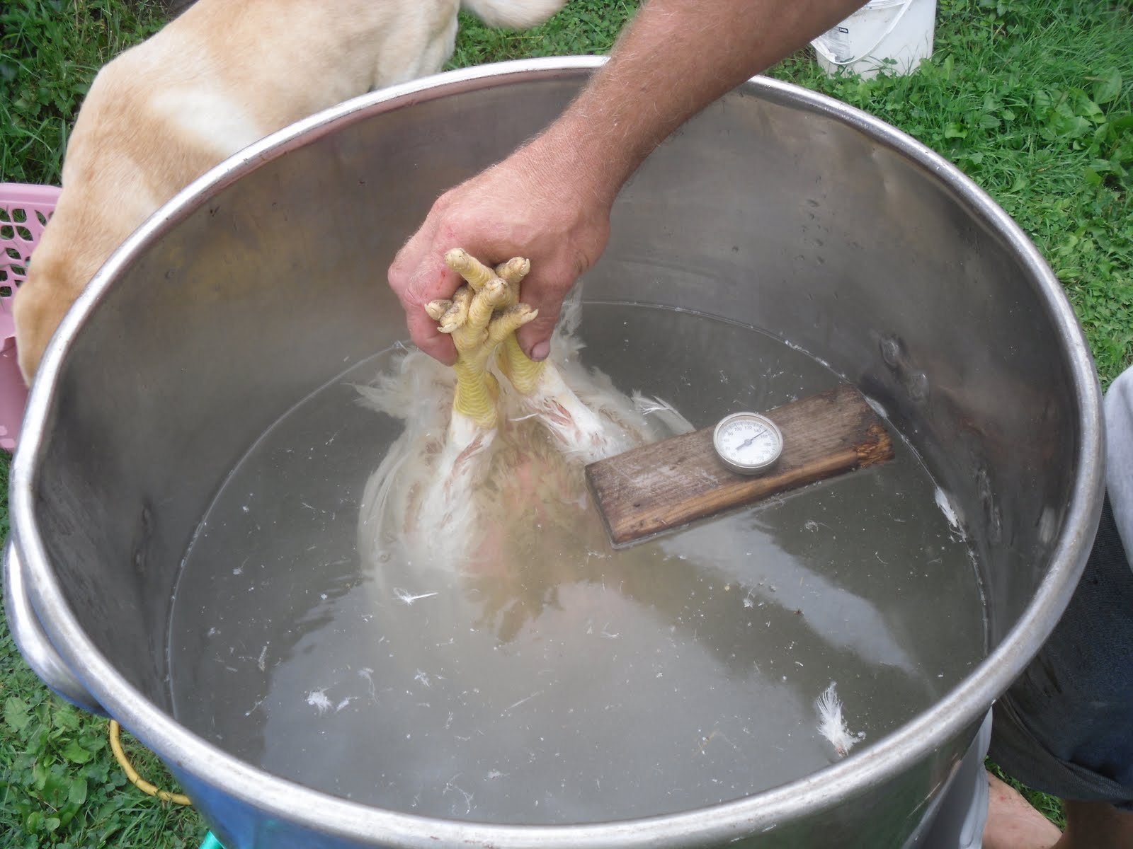 ~Simply Loving Home~: Sending Chickens To Freezer Camp