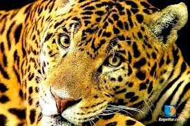 A DIVERSIDADE DO MUNDO ANIMAL: ONÇA PINTADA