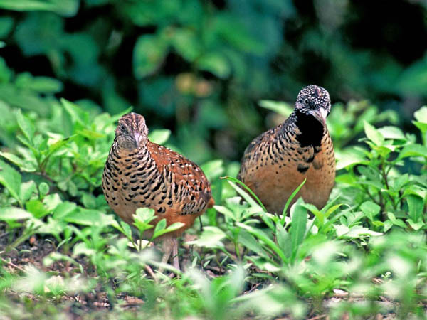 Gemak Lorengku Yang Malang Info Pendidikan Dan Biologi
