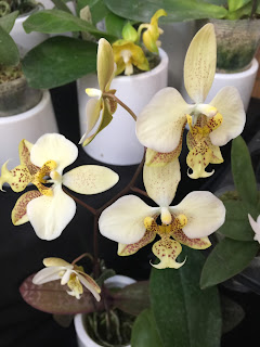 , Orchidee dal mondo &#8211; 2016 &#8211; Monteporzio Catone, diarid&#039;orchidee