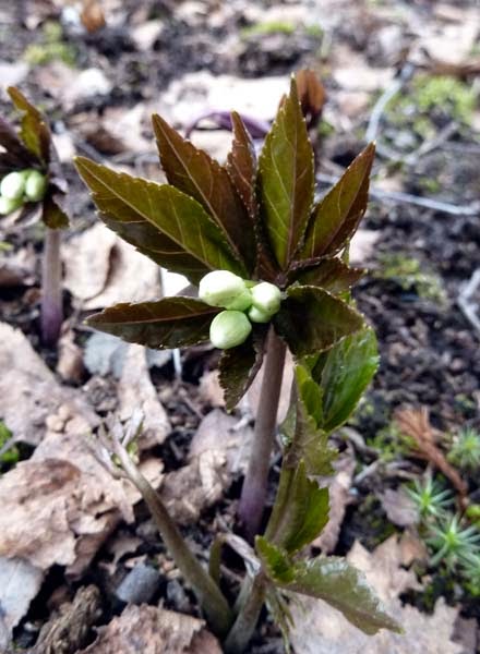 Cardamine enneaphyllos ’Danlia’