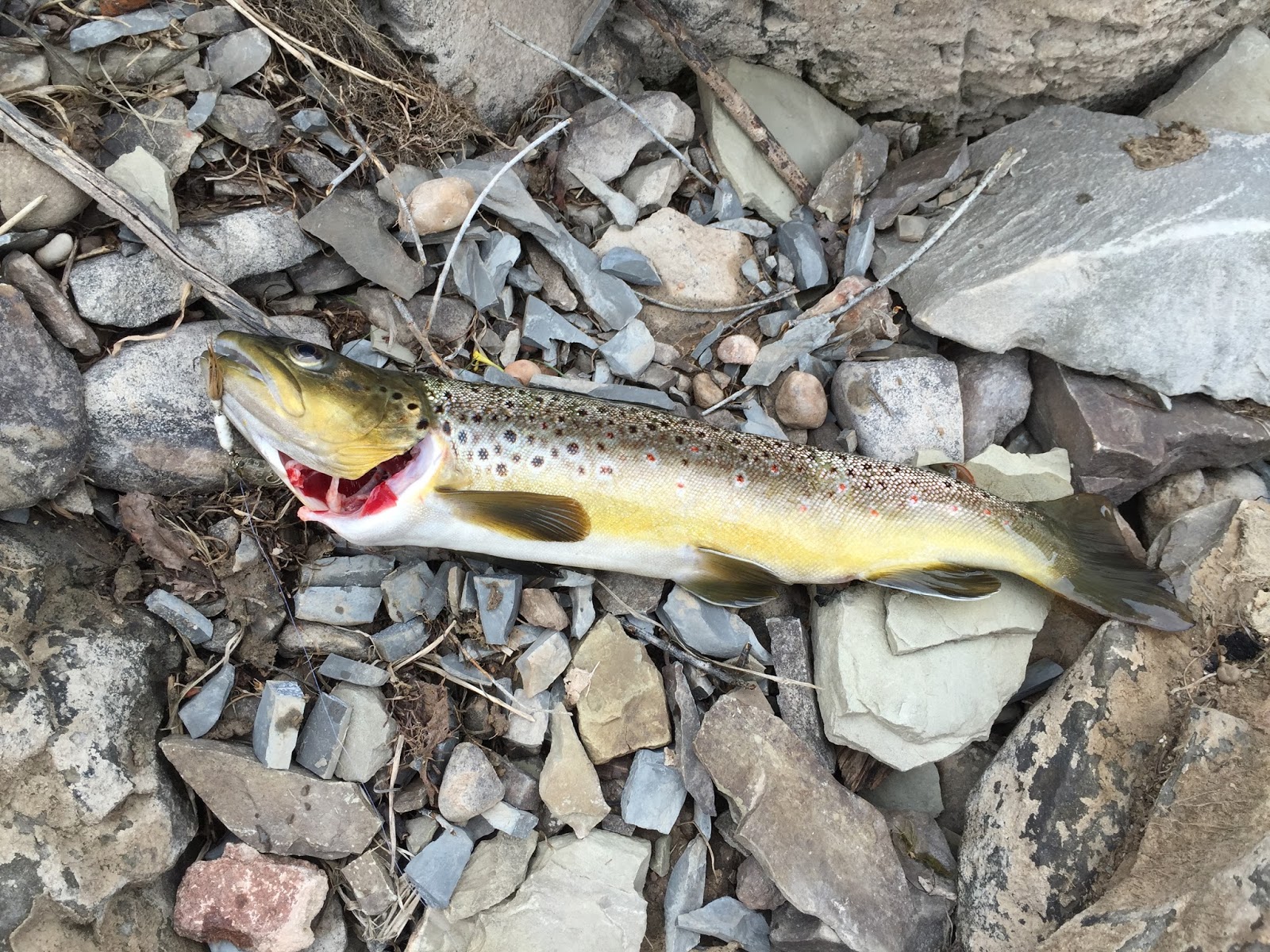 LivelyRV Great Salt Lake Ogden Utah