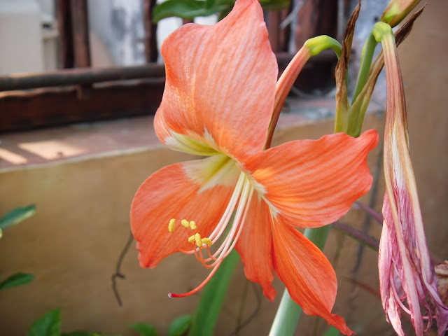  The exotic of orange Lily flower