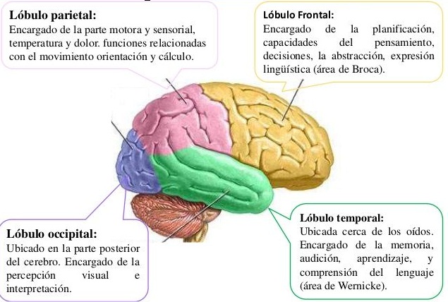 Dolor en el lóbulo frontal significado