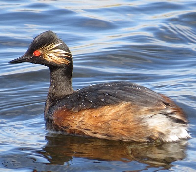 Yorkshire Birds