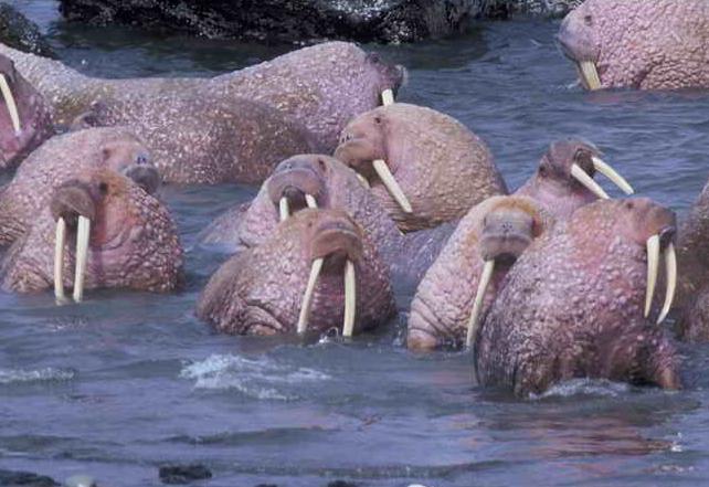 Marine Life: Arctic Walrus Biology Diagrams