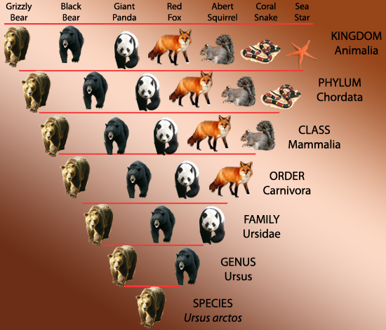  2 Classification Of Living Organisms Biology Notes For IGCSE 2014