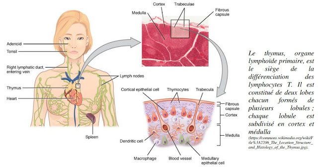 Qu'est ce que le thymus? Notions en Immunologie - Immunologie