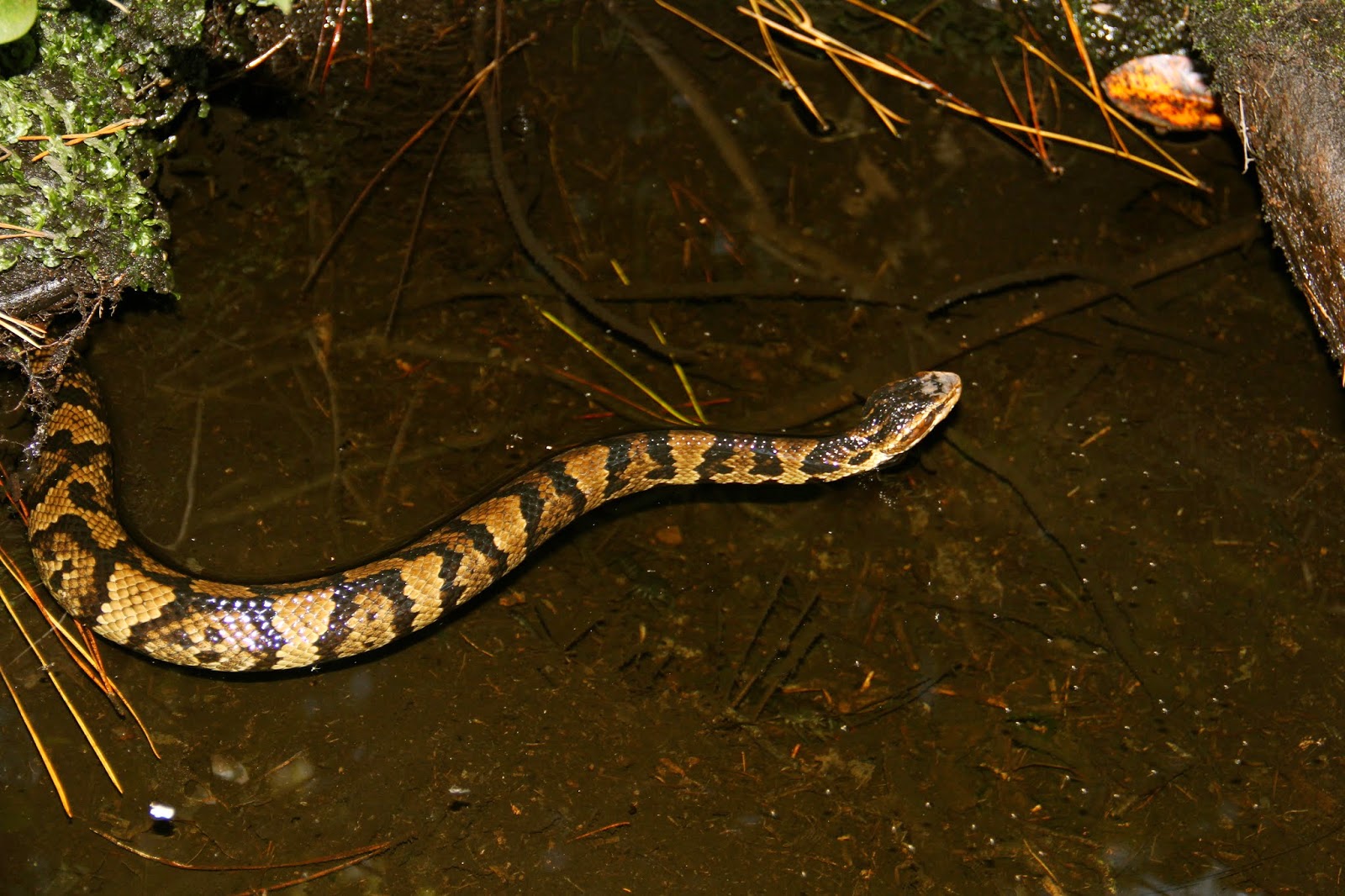 Hoot Owl Karma Tongue Twister Cottonmouth Caught on Tape!