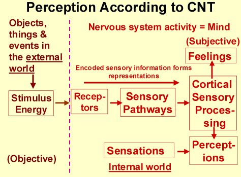 Communication Perception Process People and Organisations: Perception and Communication