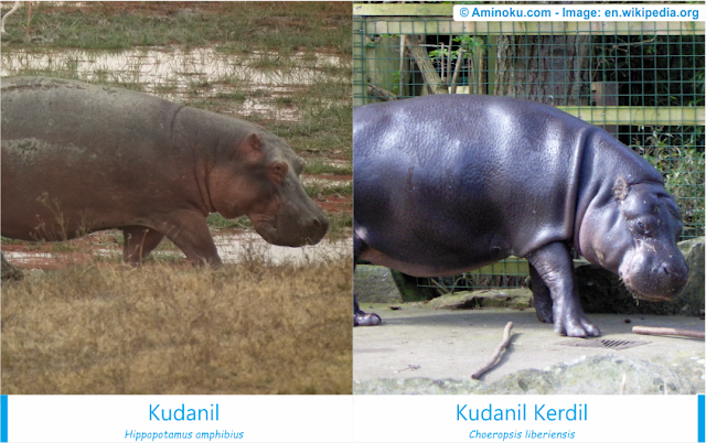 Perbedaan kudanil dan kudanil kerdil Perbedaan kudanil dan kudanil kerdil