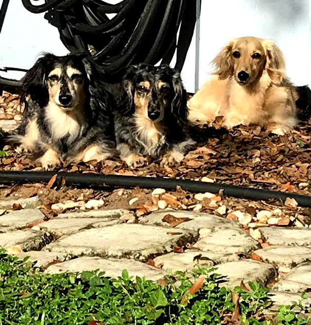 Eclectic Red Barn Dachshund Welcome Sign